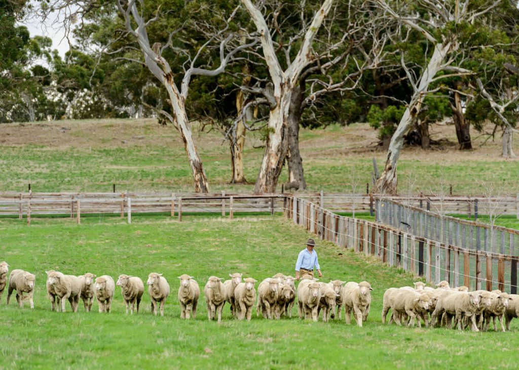 Lamb Producers