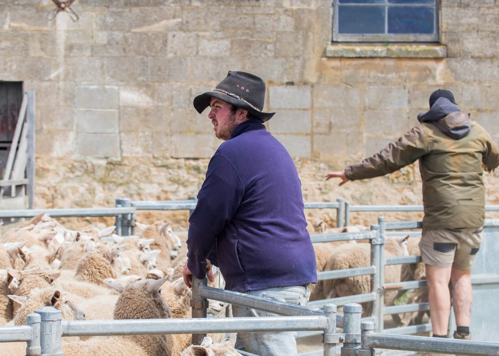 Mutton Producers
