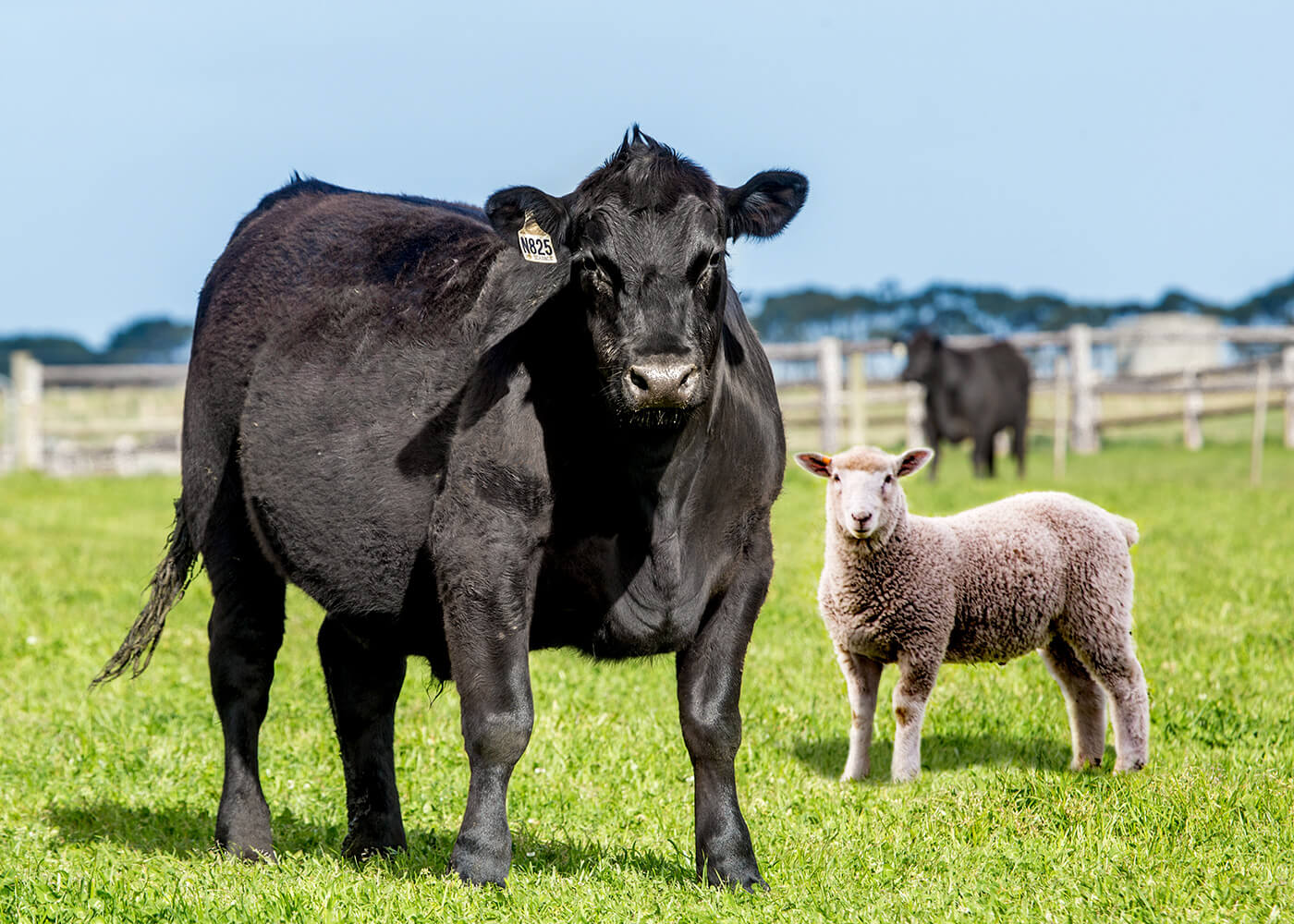 Premium Australian Beef and Lamb