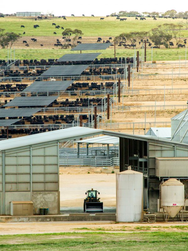Souther Cross Feedlot
